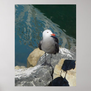 The Seagull Larry Day Ken Gage Vogelfotografie Poster