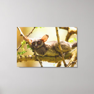 The Senegal Bushbaby Canvas Afdruk