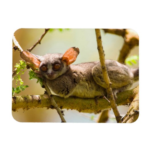 The Senegal Bushbaby Magneet (Horizontaal)