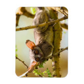The Senegal Bushbaby Magneet (Verticaal)
