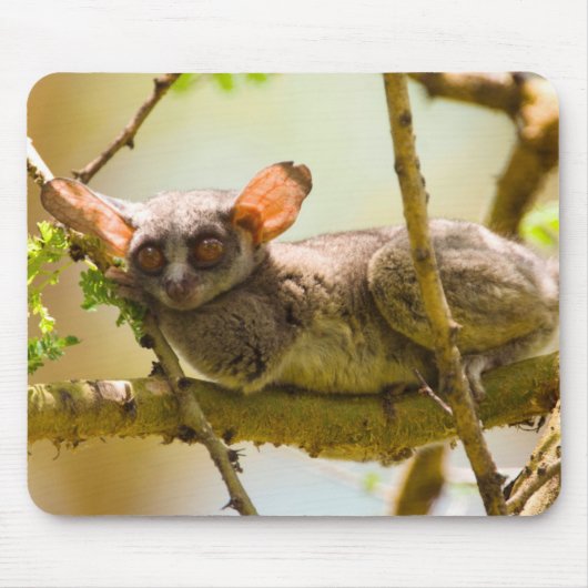 The Senegal Bushbaby Muismat (Voorkant)