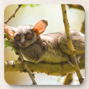 The Senegal Bushbaby Onderzetter