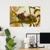 The Senegal Bushbaby Poster (Thuiskantoor)