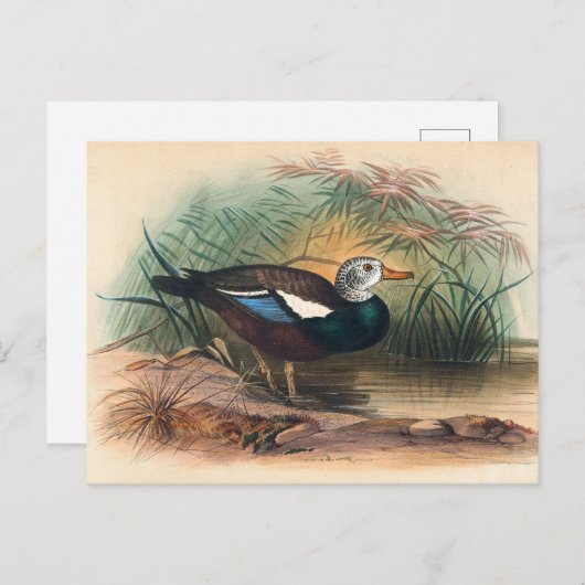 The Shielded Duck van Joseph Wolf Briefkaart (Voorkant / Achterkant)