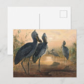 The Shoe Bill van Joseph Wolf Briefkaart (Voorkant / Achterkant)