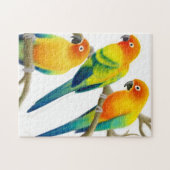 The Sun Conure Parrots le puzzle (Horizontal)