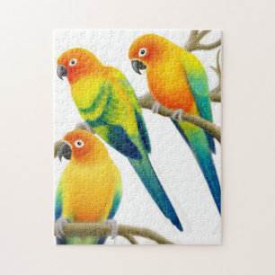 The Sun Conure Parrots le puzzle