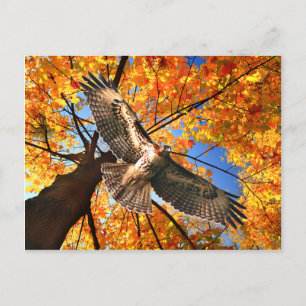 "The Sunday Hawk" Postcard Briefkaart