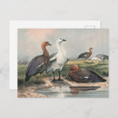 The Upland Goose van Joseph Wolf Briefkaart (Voorkant / Achterkant)