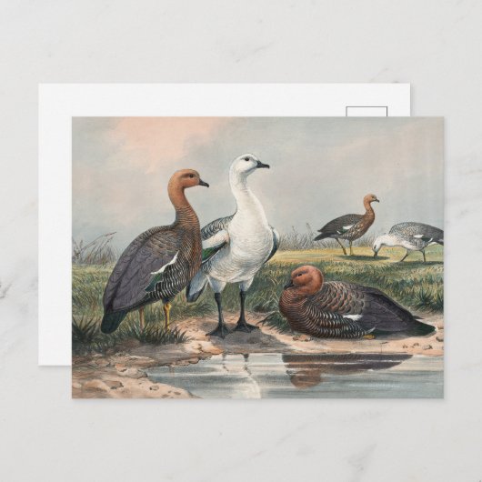 The Upland Goose van Joseph Wolf Briefkaart (Voorkant / Achterkant)