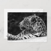 The Waking Leopard Briefkaart (Voorkant / Achterkant)