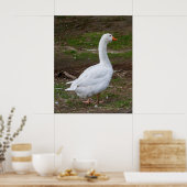 The Walk About Poster (Keuken)