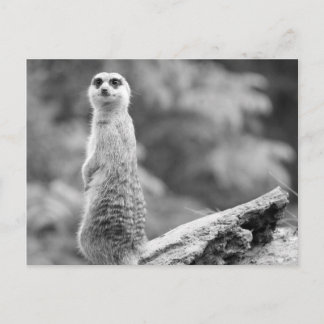 "The Watchman" Briefkaart