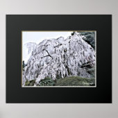 The Weeping Cherry Tree: Ono-ji temple Poster (Voorkant)