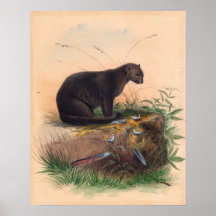 The Yaguarundi Cat van Joseph Wolf