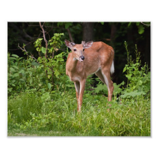 The Yearling Foto Afdruk