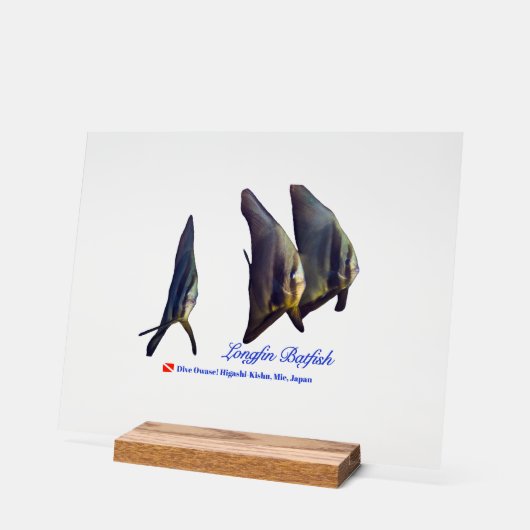 Thee Cute Longfin Batfish Beverage Coaster (Angle)