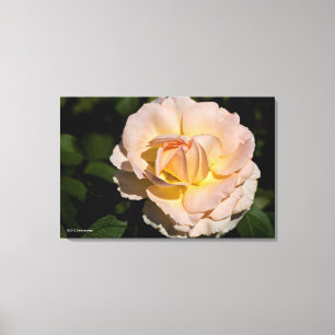 Thee Roos Canvas Afdruk