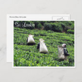 theeplantages briefkaart (Voorkant / Achterkant)