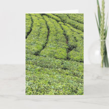 Theetuinen van Munnar op wenskaart