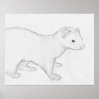 "Theo" Ferret Drawing Poster