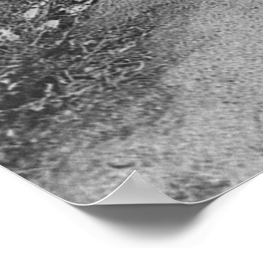 Theodore Roosevelt en John Muir over Glacier Point Poster (Hoek)