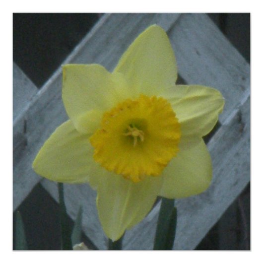 Think Spring! Perfect Poster (Voorkant)