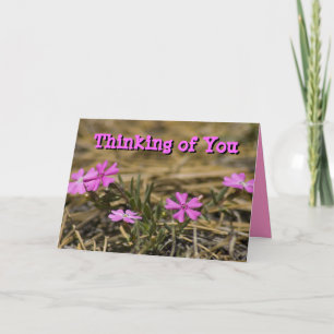 Thinking of You Blank Inside Pink Phlox Wildflower Kaart
