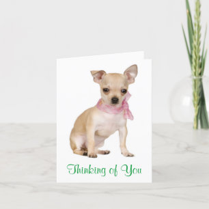 Thinking of You Chihuahua Puppy Dog Greeting Card Kaart