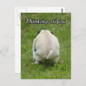 Thinking of You Pug Going the Bathroom Briefkaart (Voorkant / Achterkant)