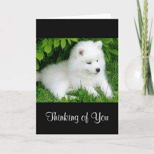 Thinking of You White Samoyed Puppy Dog Card Kaart