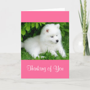 Thinking of You White Samoyed Puppy Dog Pink Card Kaart