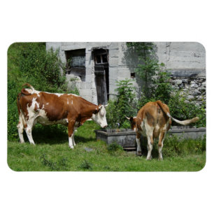 Thirsty Fleckvieh Magneet