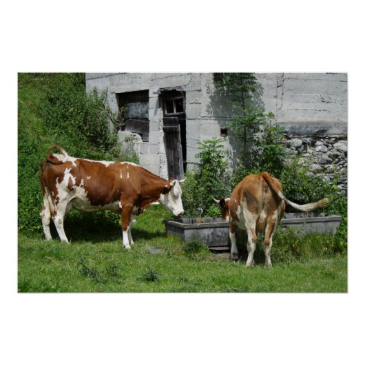 Thirsty Fleckvieh Perfect Poster (Voorkant)