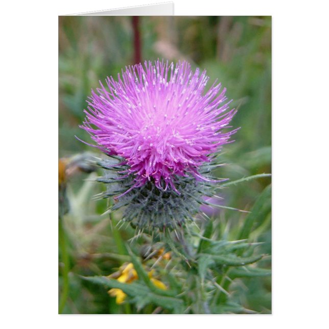 Thistle (Voorkant)