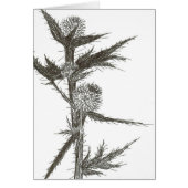 Thistle, blank (Voorkant)