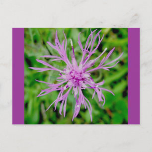 Thistle Blossom Briefkaart