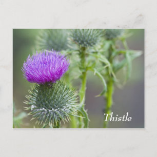 Thistle Briefkaart