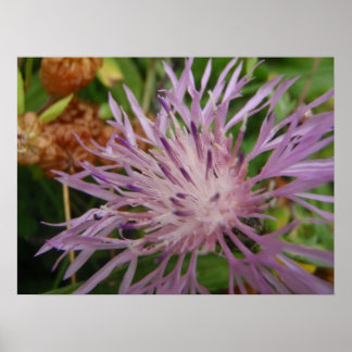 Thistle Flower Poster