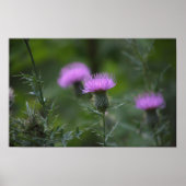 Thistle Flower Poster (Voorkant)