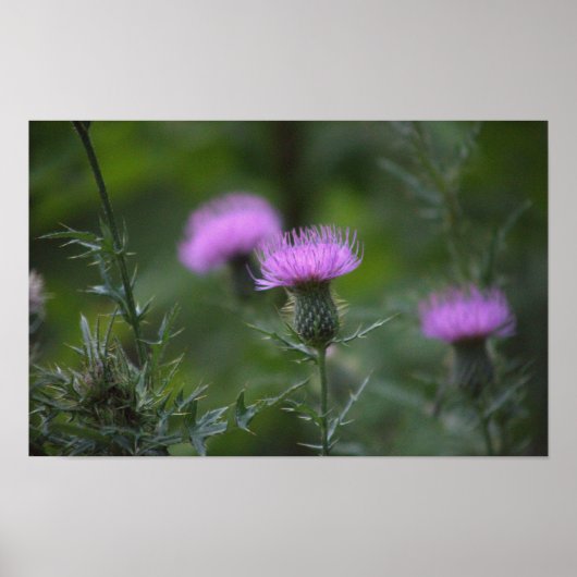 Thistle Flower Poster (Voorkant)