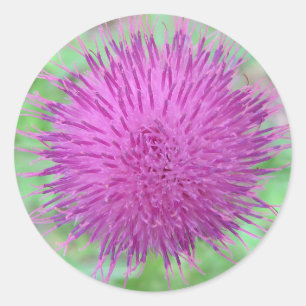 Thistle Flower Ronde Sticker