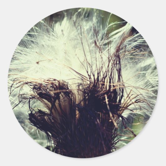 Thistle Fluff Flower Ronde Sticker (Voorkant)