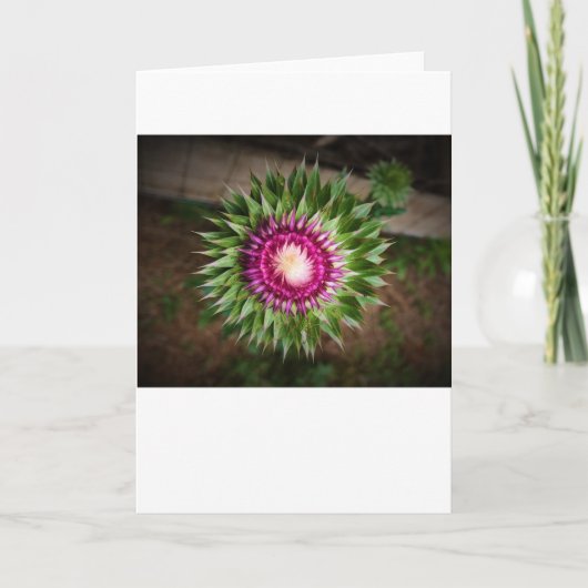 Thistle, kaart (Voorkant)