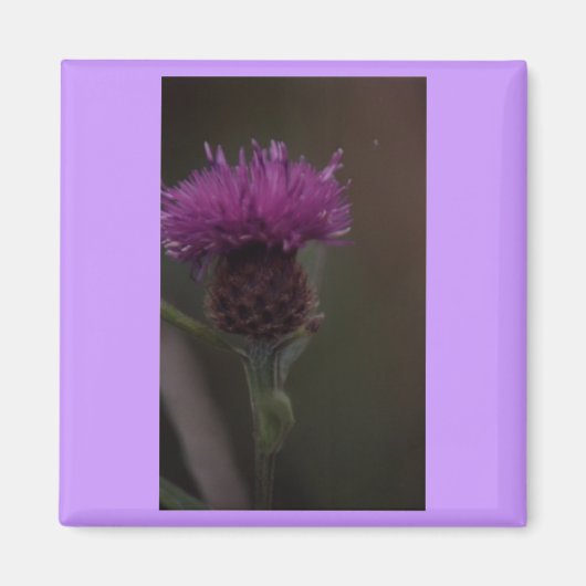 Thistle Magneet (Voorkant)