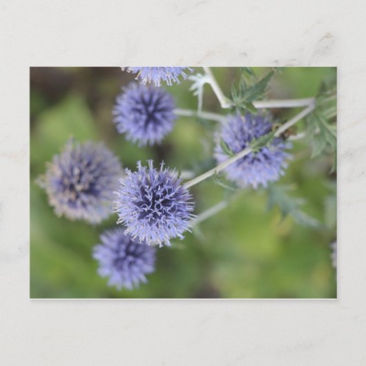 Thistle - Opstaan van de Kroon Briefkaart (Voorkant)