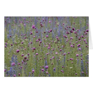 Thistle & Paarse Strife Wilde Bloemen