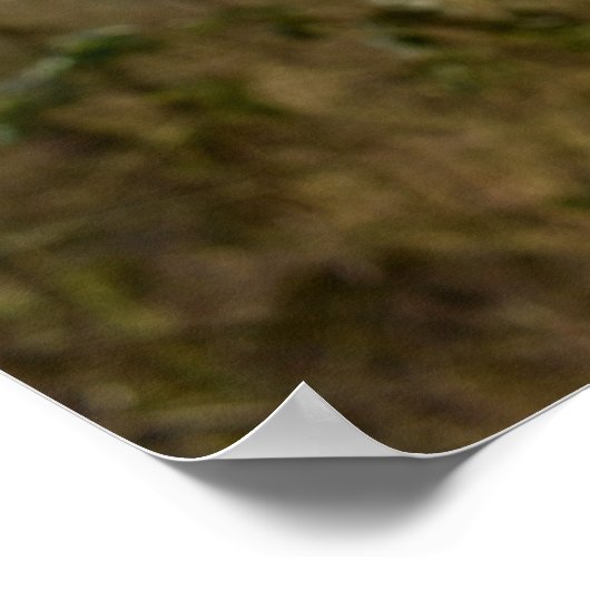 Thistle Poster (Hoek)