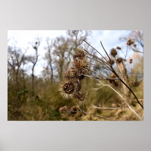 Thistle Poster (Voorkant)