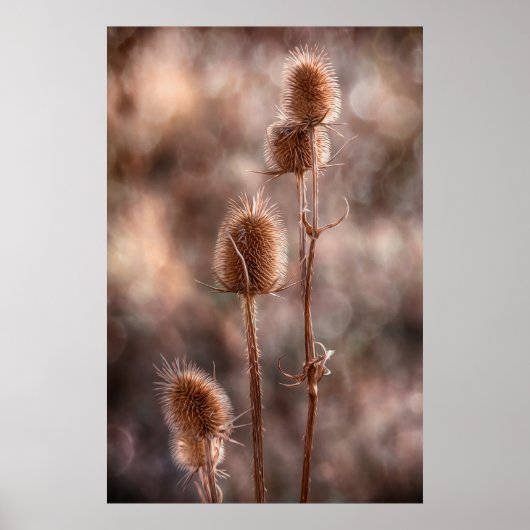 Thistle Poster (Voorkant)